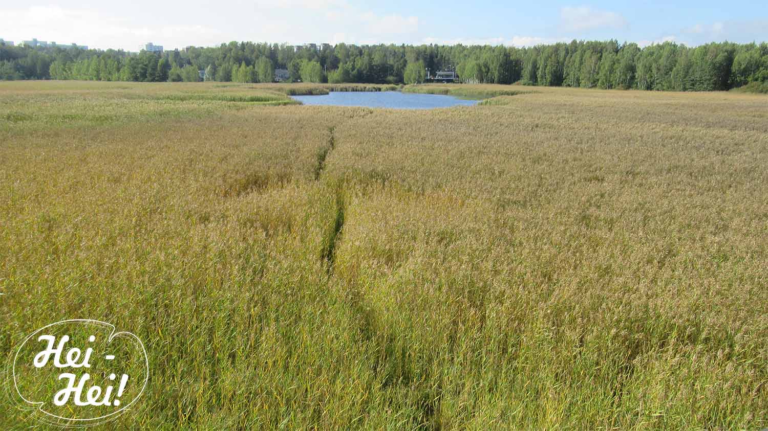 Природная тропа Hanikka Ханка. изображение с сайта www.heihei.website