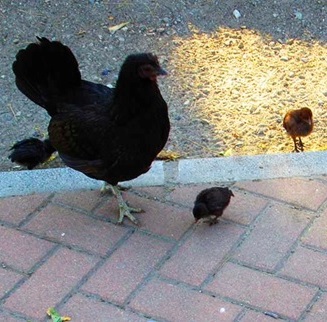 Paloma Park with wild animals in Benalmadena Andalucia Costa del Sol Spain image from the site www.HeiHei.website