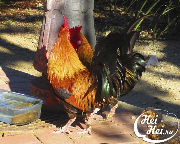 Paloma Park with wild animals in Benalmadena Andalucia Costa del Sol Spain image from the site www.HeiHei.website
