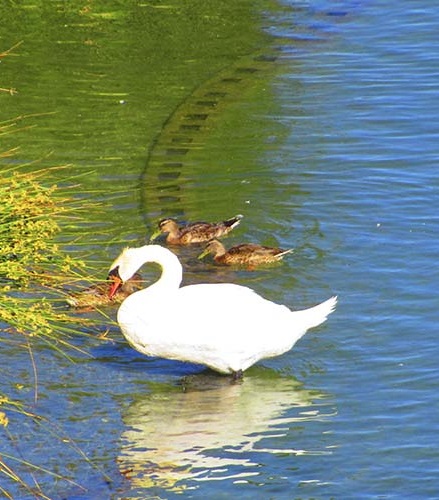 Paloma Park with wild animals in Benalmadena Andalucia Costa del Sol Spain image from the site www.HeiHei.website
