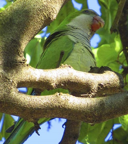 Paloma Park with wild animals in Benalmadena Andalucia Costa del Sol Spain image from the site www.HeiHei.website