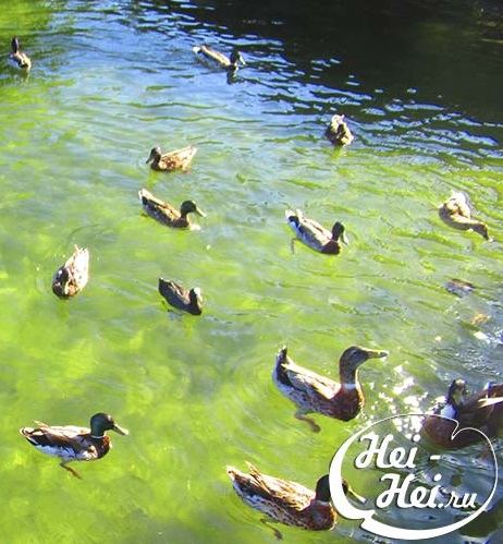 Paloma Park with wild animals in Benalmadena Andalucia Costa del Sol Spain image from the site www.HeiHei.website