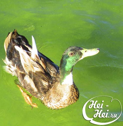 Paloma Park with wild animals in Benalmadena Andalucia Costa del Sol Spain image from the site www.HeiHei.website