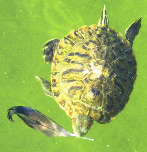 Paloma Park with wild animals in Benalmadena Andalucia Costa del Sol Spain image from the site www.HeiHei.website