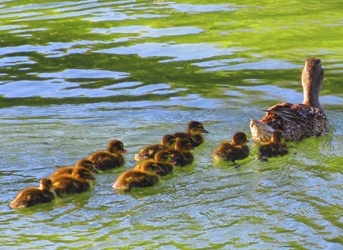Paloma Park with wild animals in Benalmadena Andalucia Costa del Sol Spain image from the site www.HeiHei.website