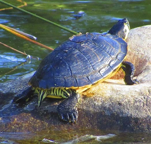 Paloma Park with wild animals in Benalmadena Andalucia Costa del Sol Spain image from the site www.HeiHei.website