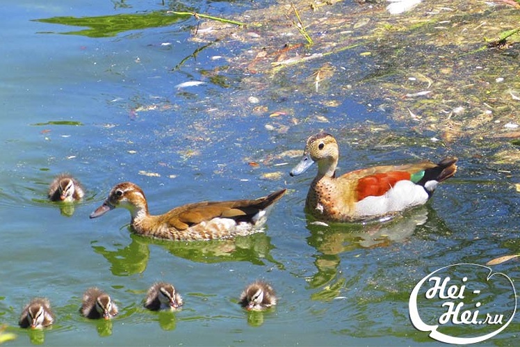 Paloma Park with wild animals in Benalmadena Andalucia Costa del Sol Spain image from the site www.HeiHei.website