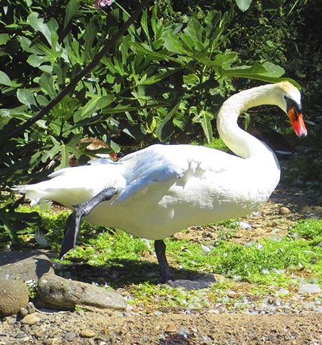 Paloma Park with wild animals in Benalmadena Andalucia Costa del Sol Spain image from the site www.HeiHei.website