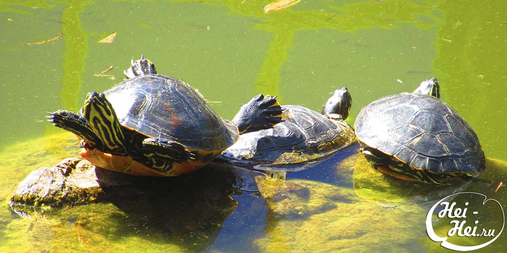 And this is how turtles bask in the sun in La Paloma Park in Benalmadena Spain image
from www.HeiHei.website